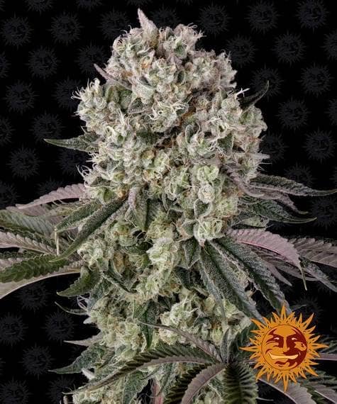 Glookies de Barney's Farm son semillas de marihuana feminizadas que puedes comprar en nuestro grow shop online.