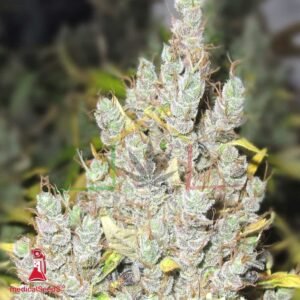 2046 - Medical Seeds