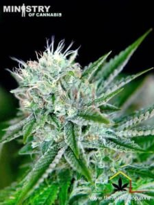 Auto Northern Lights de Ministry of Cannabis son semillas de marihuana autoflorecientes que puedes comprar en nuestro growshop online.