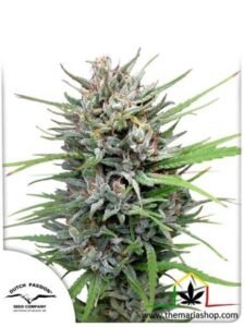 Passion #1 de Dutch Passion, son semillas de marihuana feminizadas que puedes comprar en nuestro Grow Shop online.