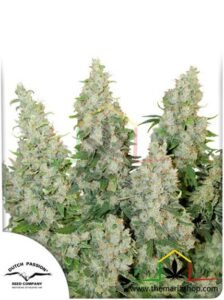 Auto Think Different, semillas de marihuana autoflorecientes de Dutch Passion que puedes comprar en nuestro grow shop online.