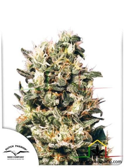 Euforia de Dutch Passion, son semillas de marihuana regulares que puedes comprar en nuestro Grow Shop online.