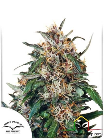 Hollands Hope de Dutch Passion, son semillas de marihuana regulares