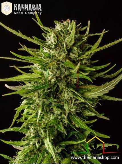 Dosidos - Kannabia Seeds
