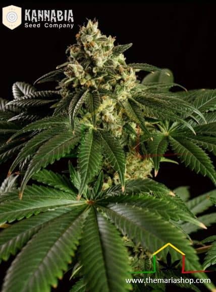Dream Sherbet