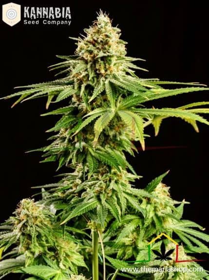 Hellfire OG - Kannabia Seeds