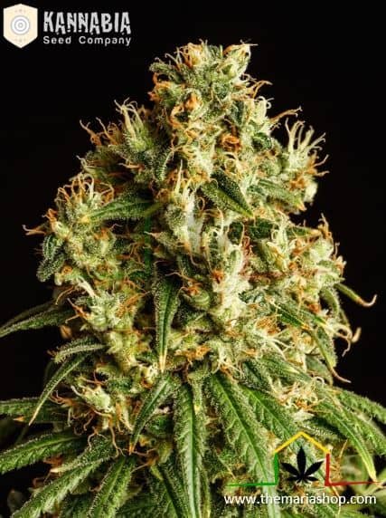 Mimosa Dream