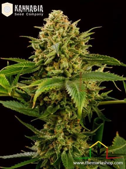 Monkey Grease - Kannabia Seeds