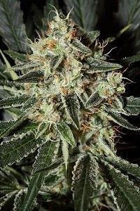 Cheese de Green House Seeds,son semillas de marihuana feminizadas que puedes comprar en nuestro Grow Shop online.