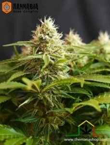 Colombian Jack de Kannabia Seeds - Variedades de marihuana con más THC