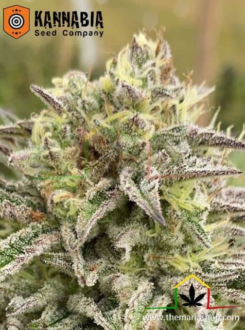 Break-up Auto