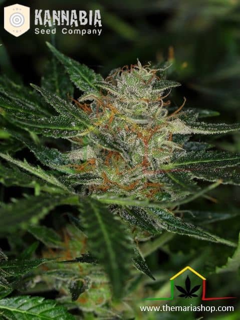 Dream Sherbet Auto