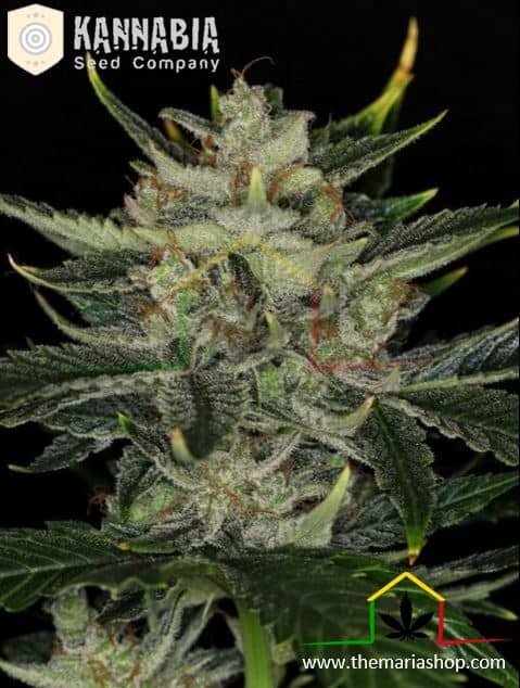 Gorilla King Auto - Kannabia Seeds