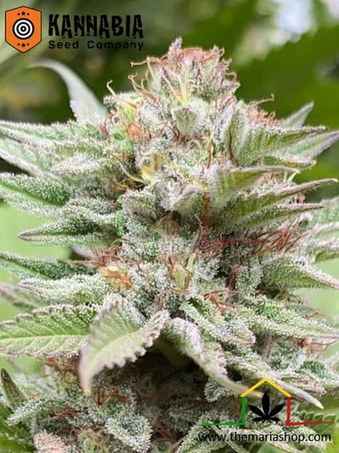Strawberry Haze Auto - Kannabia Seeds