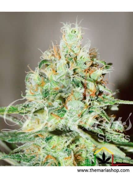 Jägg Kush de Delicious Seeds son semillas de marihuana feminizadas que puedes comprar en nuestro grow shop online.