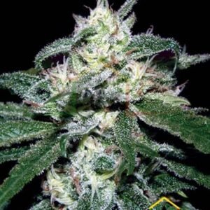 South Mountain Cheese de Xtreme Seeds