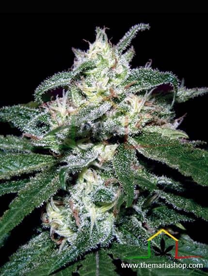 South Mountain Cheese de Xtreme Seeds