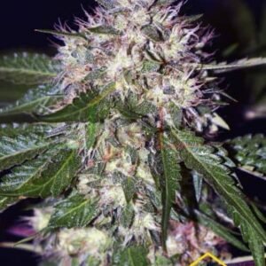 Xtreme Kush de Xtreme Seeds