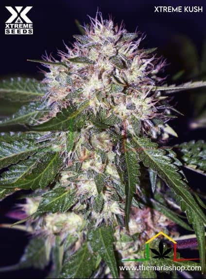 Xtreme Kush de Xtreme Seeds