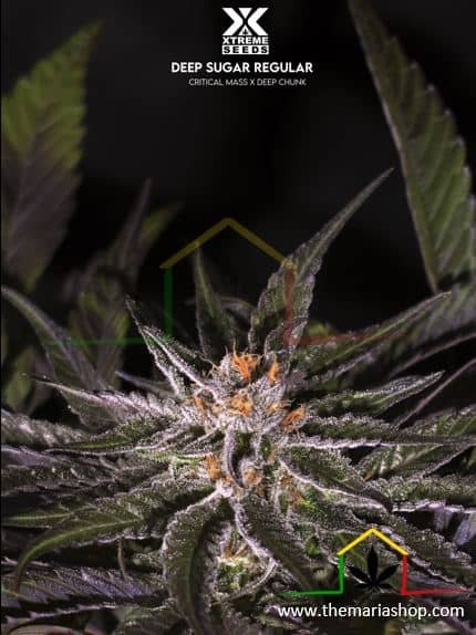 Deep Sugar Regular - Xtreme Seeds