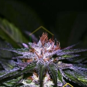 Destroy OG Regular de Xtreme Seeds