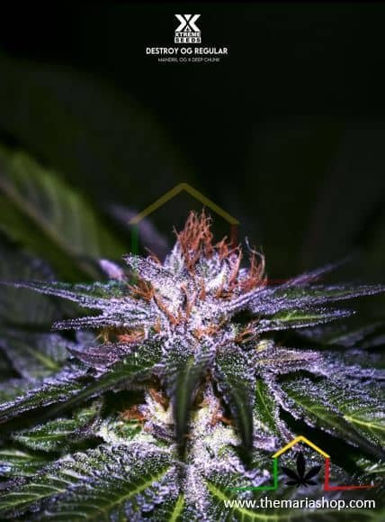 Destroy OG Regular de Xtreme Seeds