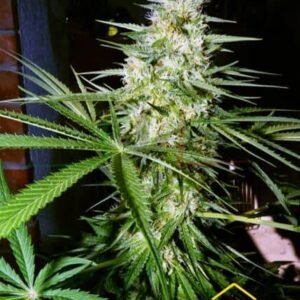 OG Kush Regular de Xtreme Seeds