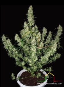 Magnum Auto de Buddha Seeds son semillas de marihuana autoflorecientes que puedes comprar en nuestro Grow Shop online.