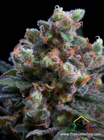 Kritikal Bilbo de Genehtik Seeds, son semillas de marihuana feminizadas que podrás comprar en nuestro grow shop online.