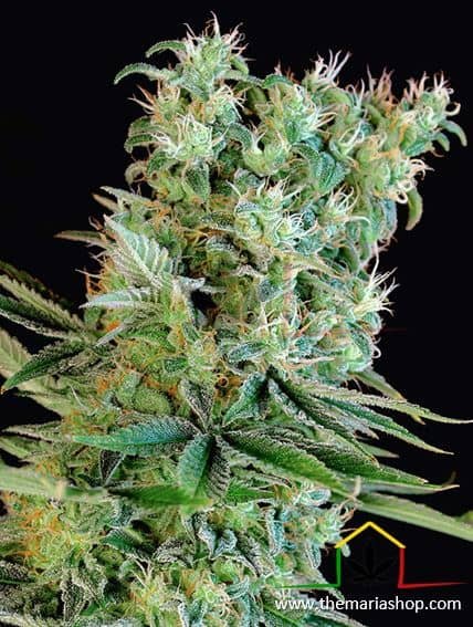 Amnesia Bilbo de Genehtik Seeds