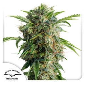 Auto Daiquiri Lime -Dutch Passion