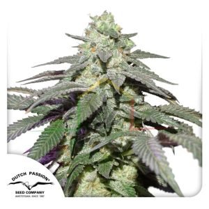 Auto Skywalker Haze - Semillas autoflorecientes de Dutch Passion
