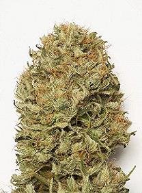 Sale of Blue Dream Auto of Humboldt Seeds, feminized cannabis seeds you can buy in our grow shop online.