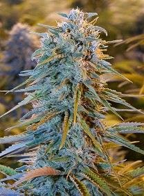 Blue dream humboldt seeds