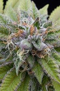 Bubba Kush of Dinafem Seeds, are feminized seeds that you can buy in our grow shop themariashop.