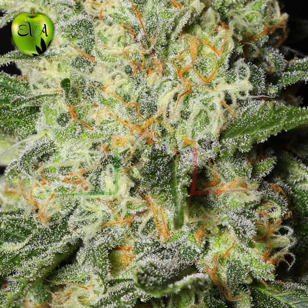 Black dream eva seeds
