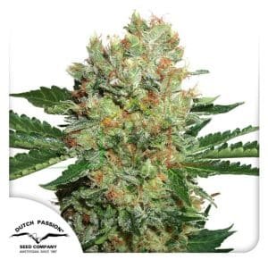 Brainstorm - Dutch Passion