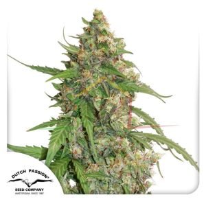 CBD Auto Compassion Lime - Dutch Passion