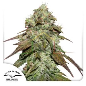 CBD Mazar - Dutch Passion