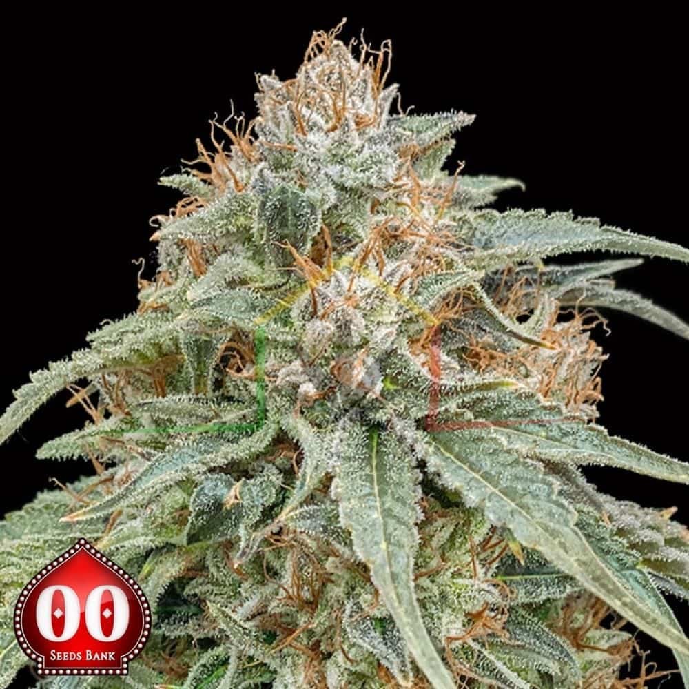 CHOCOLATE KUSH