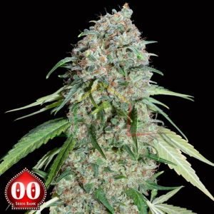 Chocolate Skunk CBD - 00 Seeds