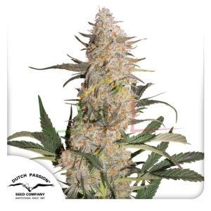 Californian Orange - Dutch Passion