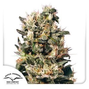 Euforia regular - Dutch Passion