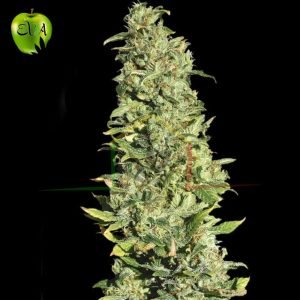 High Level Eva Seeds