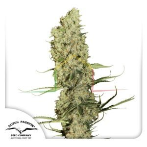 Jorge's Diamonds - Dutch Passion