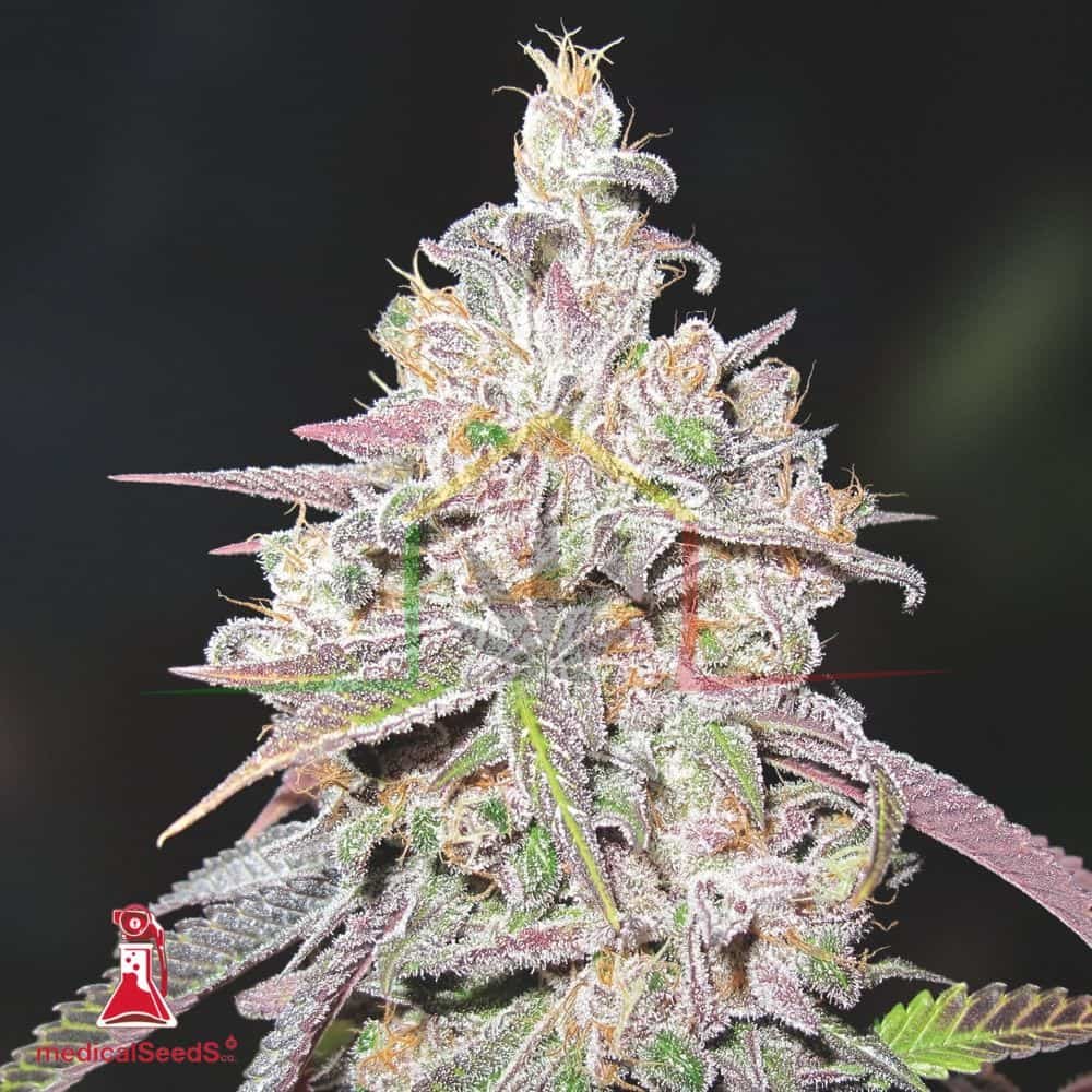 Mendocino Chanel Kush - Medical Seeds