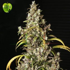 Monster Eva seeds