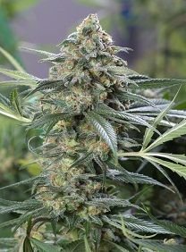 OG Kush CBD (Dinafem Seeds), autoflowering feminised cannabis seeds that you can buy in our online store.