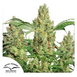Power Plant - Dutch Passion