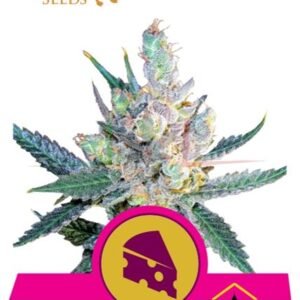 Royal Cheese Fast Flowering de Royal Queen Seeds, son semillas de marihuana feminizadas que puedes comprar en nuestro Grow Shop online.